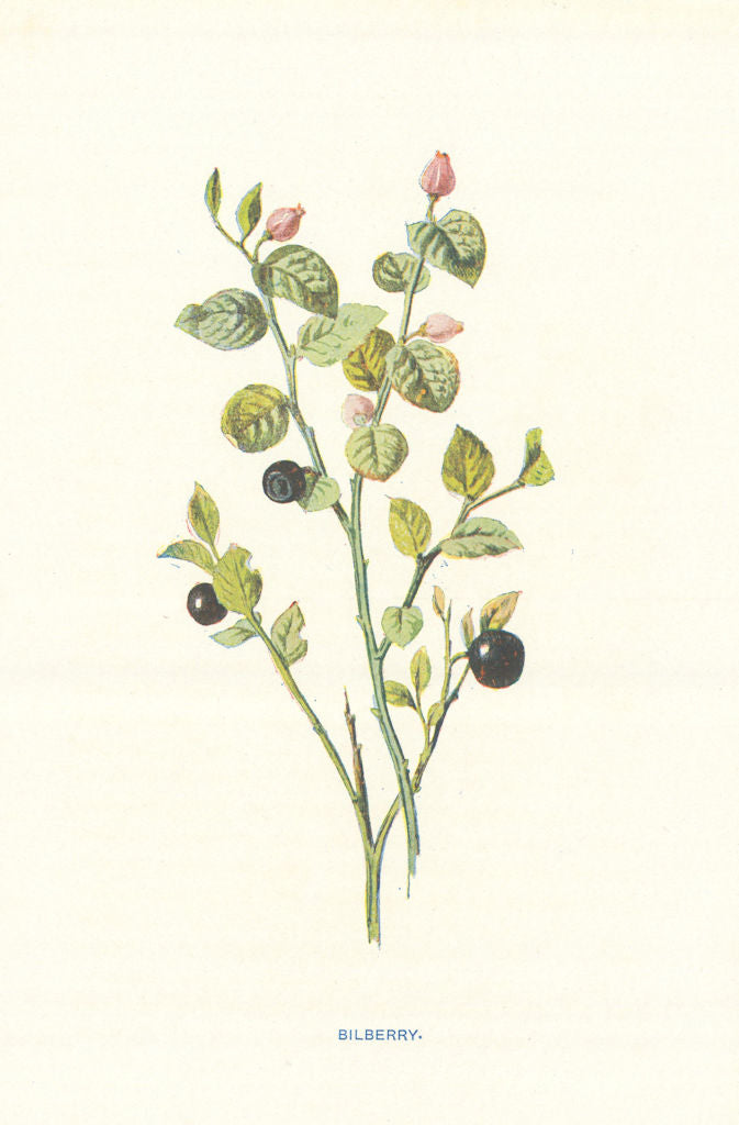 Bilberry. Wild Flowers by Frederick Edward Hulme c1895 old antique print